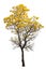 Isolated tabebuia golden yellow flower blossom tree on white background