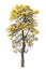 Isolated tabebuia golden yellow flower blossom tree on white background for graphic design purpose