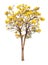 Isolated tabebuia golden yellow flower blossom tree on white background the national tree of Brazil