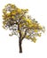 Isolated tabebuia golden yellow trumpet flower blossom tree on white background