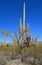 Isolated tall Saguaro cactus tree