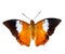 Isolated Tawny Rajah butterfly on white