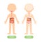 Isolated Template of Human Kid Body and Digestive system. Front Back view. Internal Organs Stomach Liver Intestines. Illustration