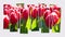 Isolated ten frames collage of picture of blooming red tulip flowers in Keukenhof park.