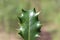 Isolated Thorny Leaf Close Up