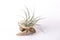 Isolated tillansia air plants on white background