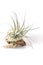 Isolated tillansia air plants on white background