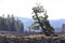 Isolated tilted tree on lava field, Lava cast forest, Bend, Oregon