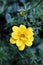 Isolated tiny yellow blooming flower