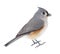 Isolated Titmouse
