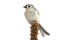 Isolated Titmouse On A Branch