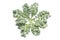 Isolated Top view picture of Curl leaf kale or Brassica oleracea grown on a white background with clipping path
