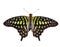 Isolated top view of tailed jay butterfly on white