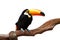 A isolated toucan stands on a trunk with white background