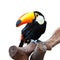 A isolated toucan with white background stands on the trunk