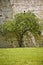 Isolated tree agains an old stone wall