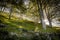 Isolated tree in beautiful summer light, sun rays backlight through branches