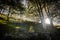 Isolated tree in beautiful summer light, sun rays backlight through branches