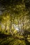 Isolated tree in beautiful summer light, sun rays backlight through branches