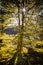 Isolated tree in beautiful summer light, sun rays backlight through branches