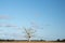 Isolated tree on a dry and arable farm