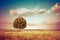 Isolated tree in a golden tuscany wheat field - Italy - toned