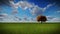 Isolated tree on green meadow, time lapse clouds