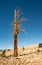 Isolated tree in the High Sierra Mountains