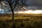 Isolated tree in Highlands scottish landscape, Aviemore, Scotland, United Kingdom