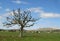 Isolated Tree and Hills