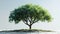 Isolated Tree Illustration in 3D Rendering