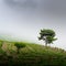 Isolated tree in a misty slope land, simplicity and minimalist concept landscape photograph. tea plantation in Lipton Seat