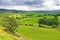 Isolated tree, beside the path to the Norber erratics, Austwick, Yorkshire Dales, England