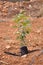 Isolated Tree Persimmon