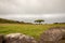 Isolated tree standing on field, close to ocean, green landscape