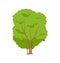 Isolated Tree or Tall Shrub Cartoon Vector Icon