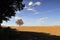 Isolated tree in the Tuscan countryside