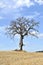 Isolated tree in the Tuscan countryside