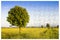 Isolated tree in a tuscany rural scene Italy - environmental c