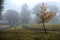 Isolated tree under heavy dense fog at a park