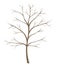 isolated tree on white background