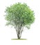 Isolated tree on a white background - Broad-leaved tree