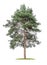 Isolated  tree on a white background - Pine - Pinus