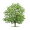 Isolated  tree on a white background - Robinia pseudoacacia- False acacia