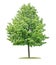 Isolated  tree on a white background - Tilia cordata - Small-leaved linden