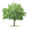 Isolated  tree on a white background - Tilia - Linden