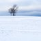 Isolated trees on the crest of a snow-capped volcano