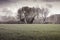 Isolated trees in a wheatfield before a rainstorm - (Tuscany - I