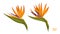 Isolated tropical flowers. Strelitzia image. Design elements. Exotic bud. Orange plant in cartoon style. Jungle flora