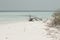 Isolated trunk on the beach